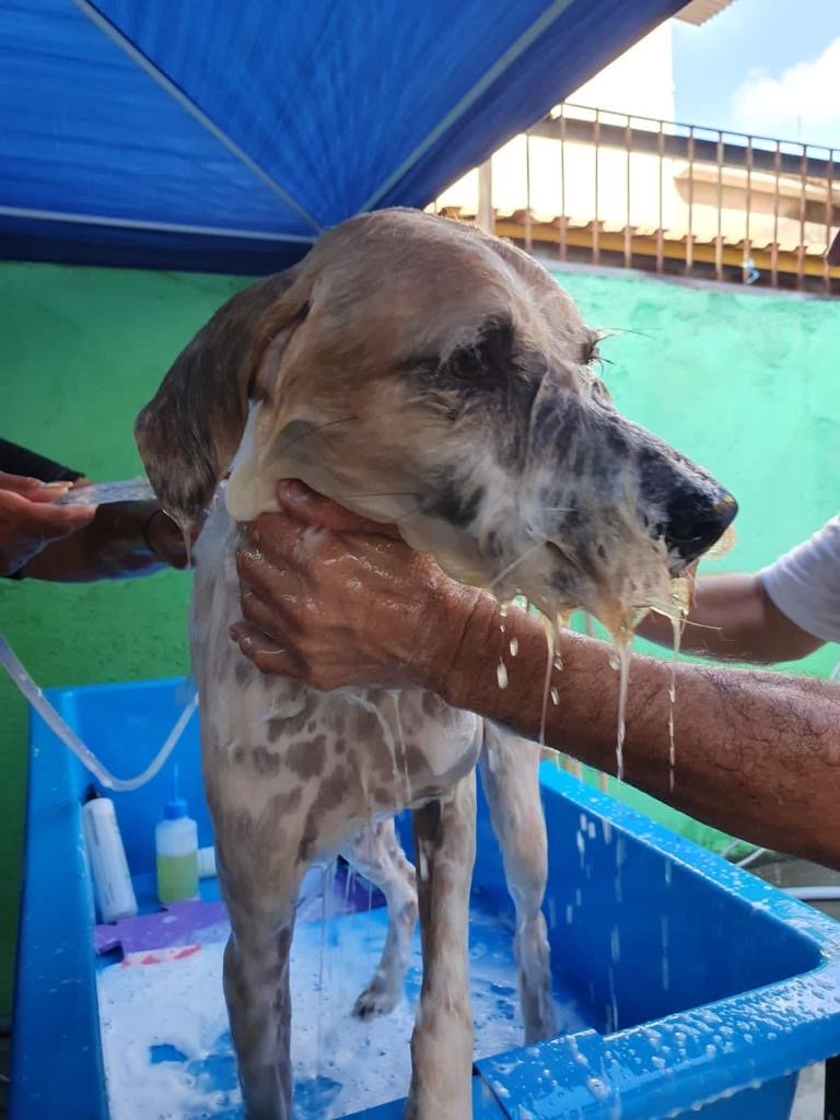 Ação gratuita para animais terá doação de alimentos para atingidos pelas chuvas, em Meriti