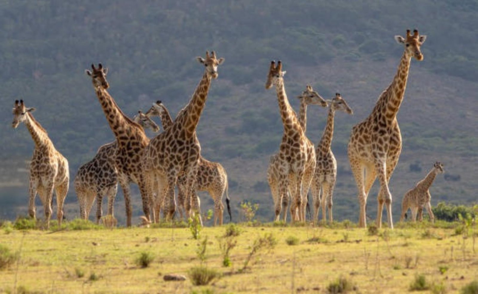 Brasileiros exploram a África do Sul com relatos ao vivo: o que esperar da viagem que une safáris, cultura e experiências únicas