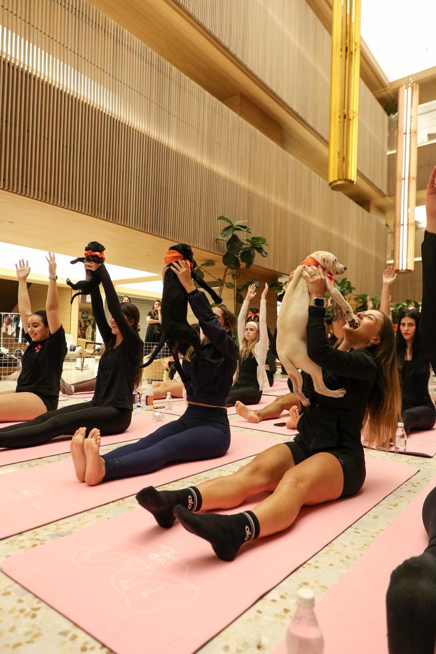 Pet Yoga com filhotes para adoção no Shopping Metropolitano Barra