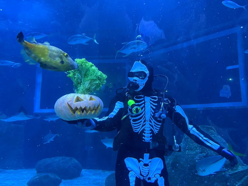 Bailinho de Halloween no AquaRio une diversão e aprendizado