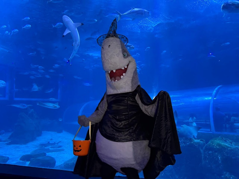 Bailinho de Halloween no AquaRio une diversão e aprendizado