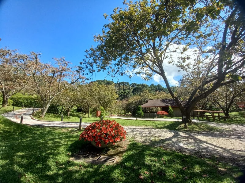 Parque da Cerejeira de Campos do Jordão terá aulas de yoga aos sábados