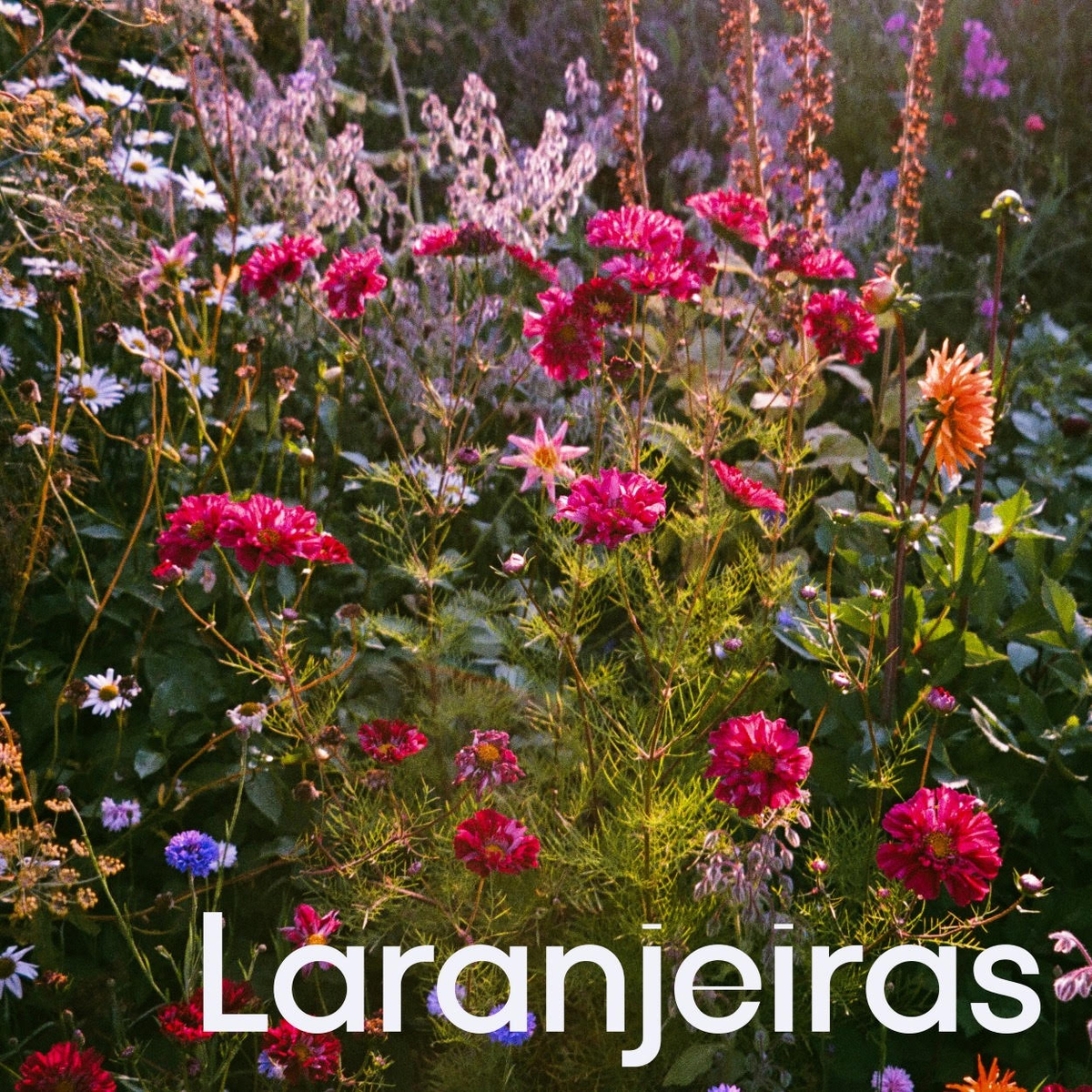 Soma Soma lança “Laranjeiras” unindo samba carioca e psicodelia