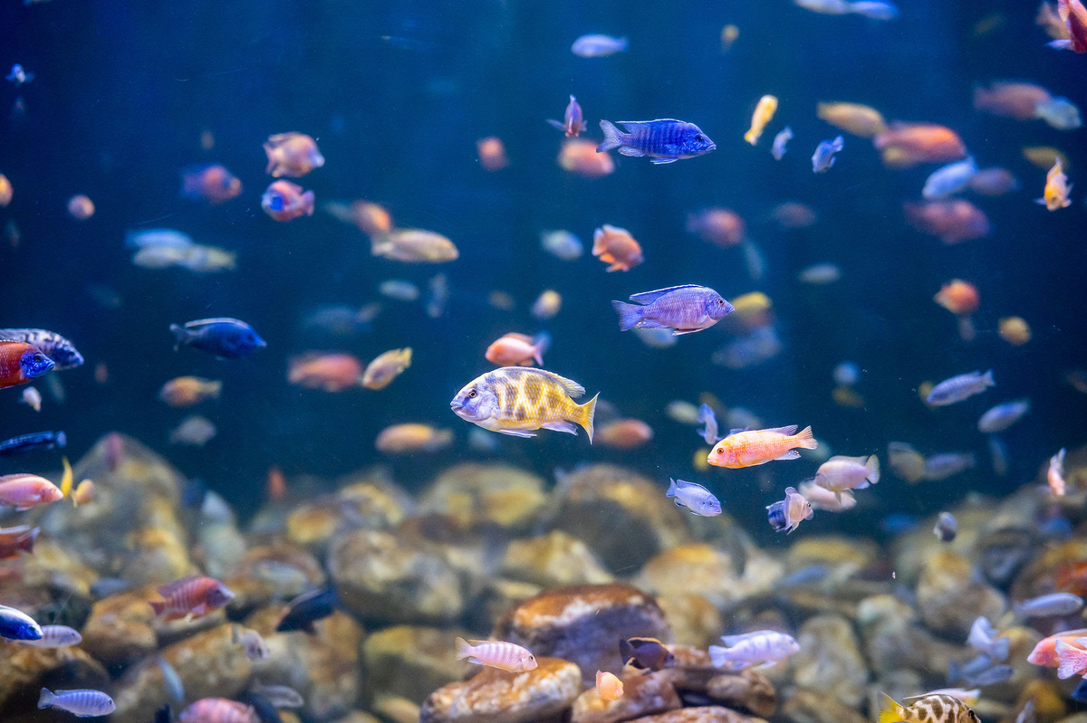 AquaRio anuncia Black Friday com ingressos por R$99 até 30 de novembro