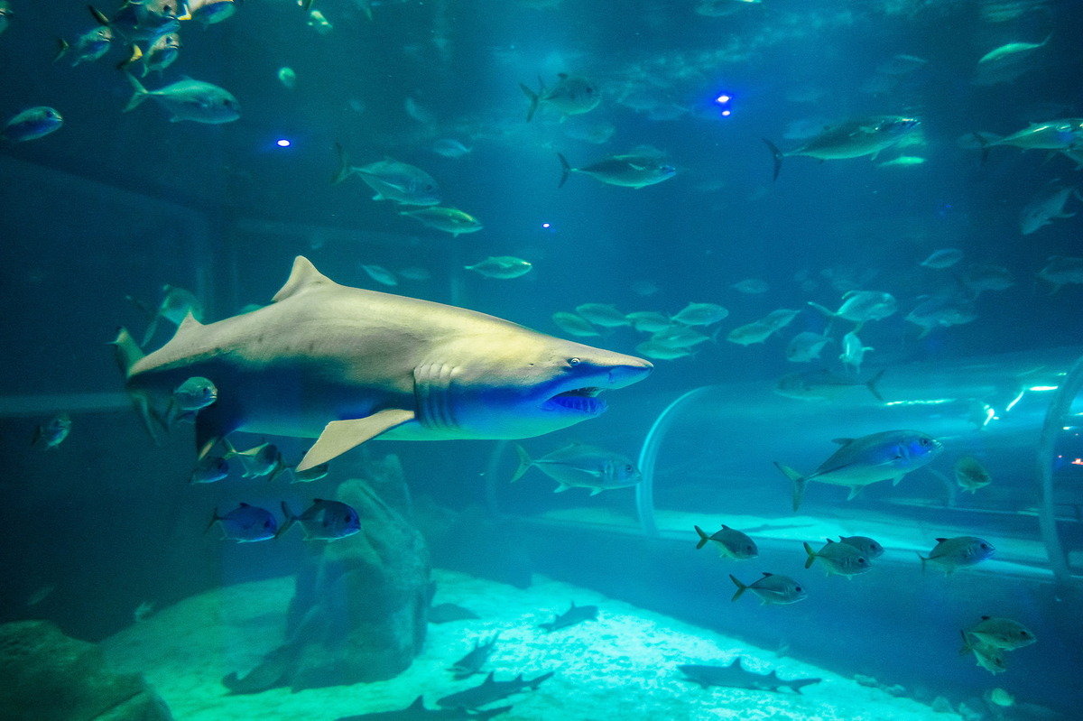 AquaRio anuncia Black Friday com ingressos por R$99 até 30 de novembro