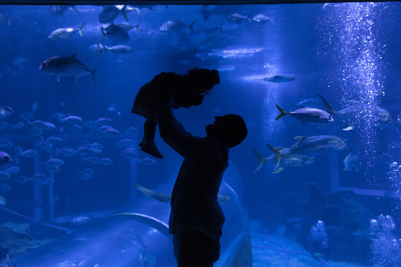 AquaRio anuncia Black Friday com ingressos por R$99 até 30 de novembro