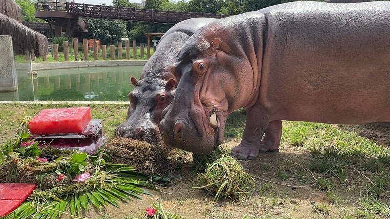 BioParque do Rio celebra 29 anos do hipopótamo Tim
