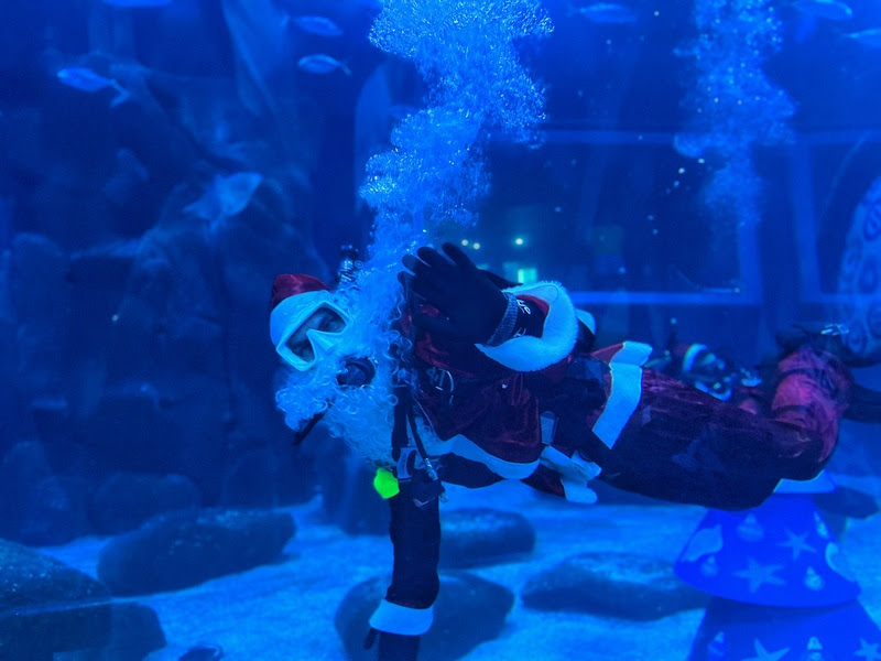 AquaRio celebra Natal com Papai Noel mergulhador e programação especial