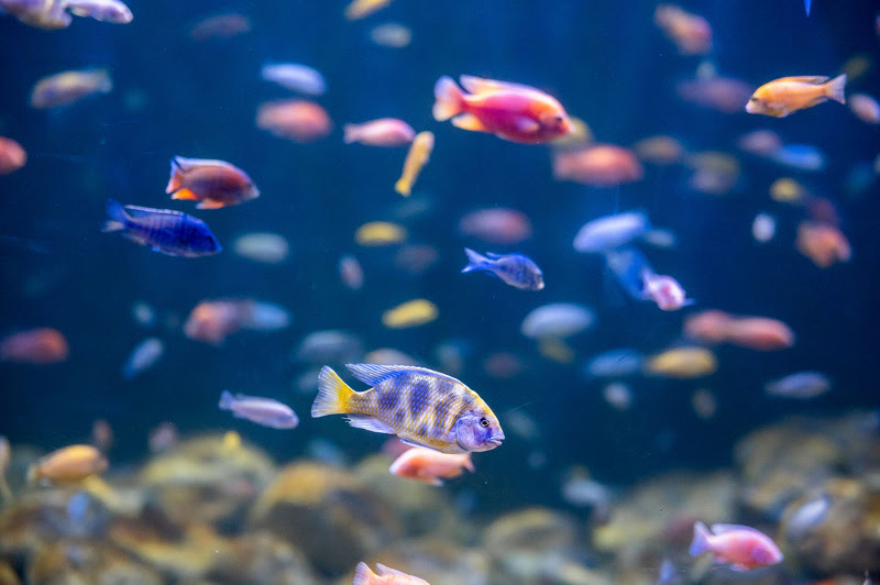 AquaRio celebra Natal com Papai Noel mergulhador e programação especial