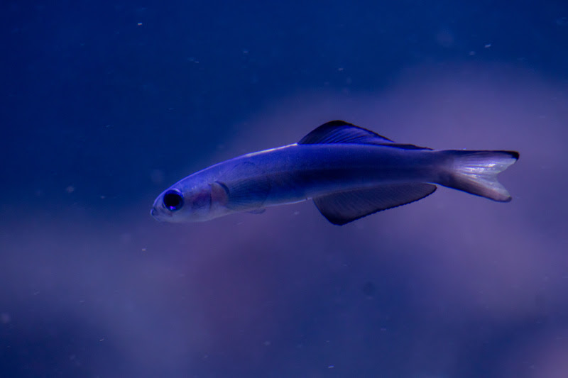 AquaRio terá Sessão Azul com entrada grátis para TEA