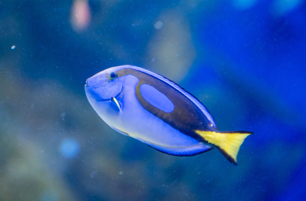 AquaRio terá Sessão Azul com entrada grátis para TEA