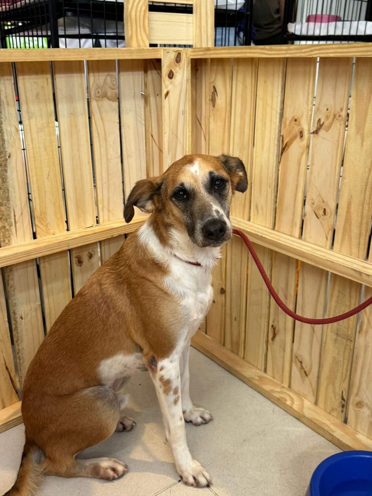 Caxias e Bangu Shopping realizam campanhas de adoção pet