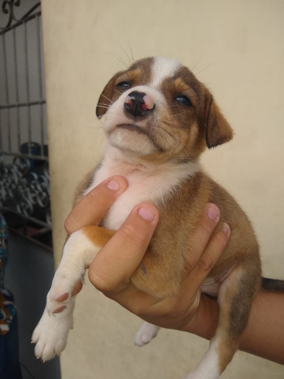 Caxias e Bangu Shopping realizam campanhas de adoção pet